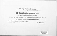 Sporidesmium mucosum image